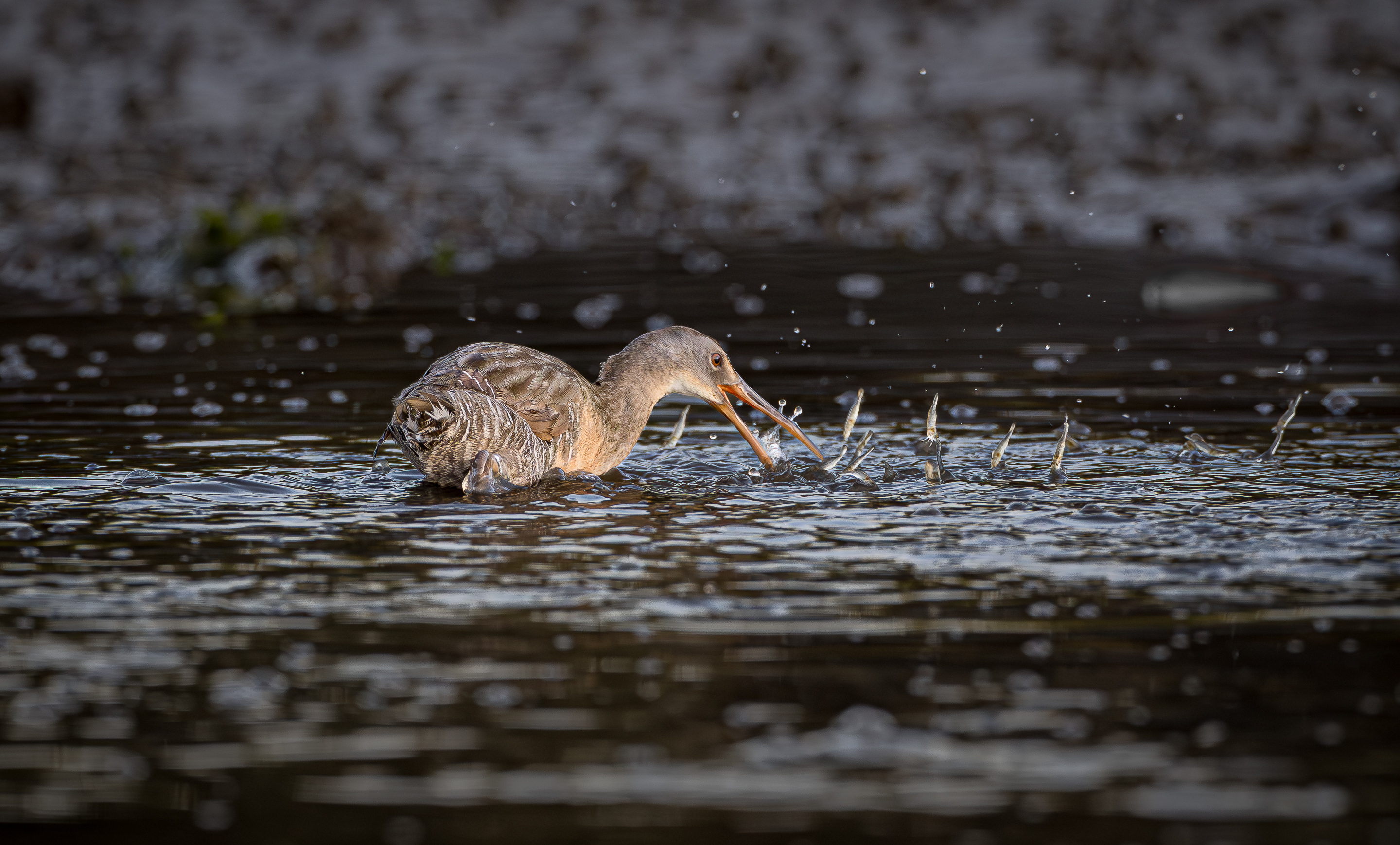 3rd PrizeOpen Nature In Class 3 By Edward Crawford For Shrimp Boil SEP-2025.jpg